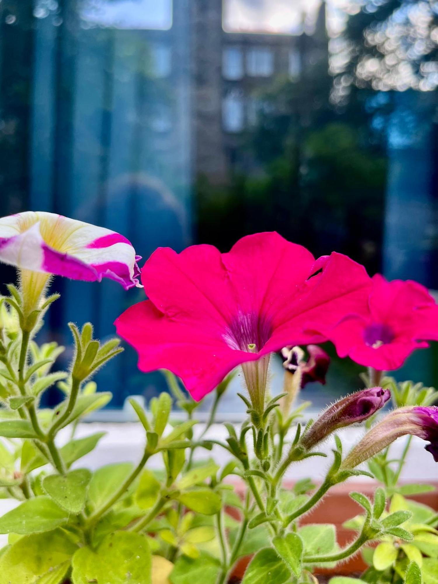 Garden Flat Apartment Edinburgh Bagian luar foto